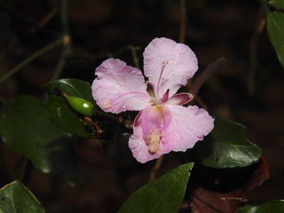 Capparis diversifolia, photographed by Hopeland