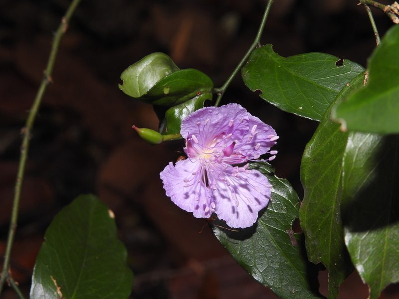 Capparis diversifolia, photographed by Hopeland