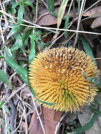 Artocarpus rigidus, photographed by Brook