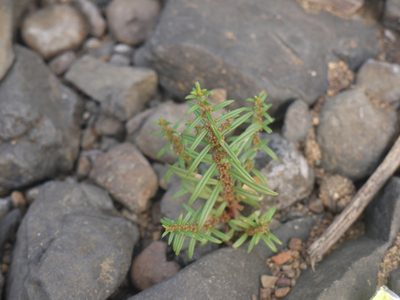 Ammannia baccifera, photographed by Dinesh Valke