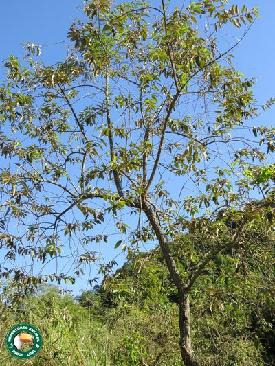 Vernonanthura discolor, photographed by Diogo Luiz
