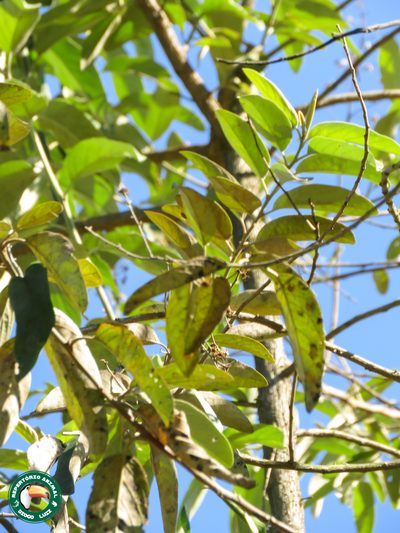 Vernonanthura discolor, photographed by Diogo Luiz