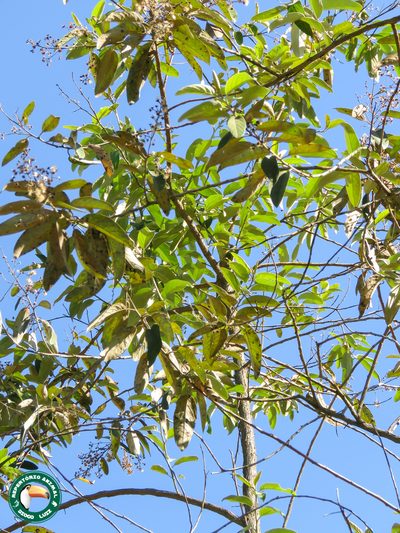 Vernonanthura discolor, photographed by Diogo Luiz