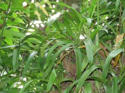 Liparis condylobulbon, photographed by chiuluan
