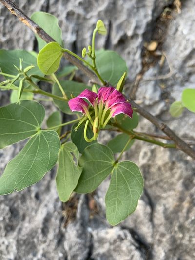 Bauhinia macranthera, photographed by Kenzie Anderson-Bell