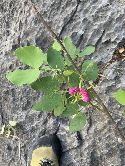 Bauhinia macranthera, photographed by Kenzie Anderson-Bell