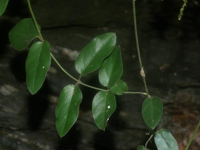 Vincetoxicum hirsutum, photographed by Jacy Chen
