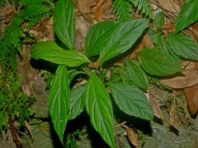 Lysimachia ardisioides, photographed by Jacy Chen