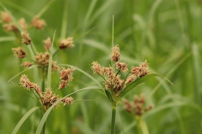 Bolboschoenus fluviatilis, photographed by Se Lena