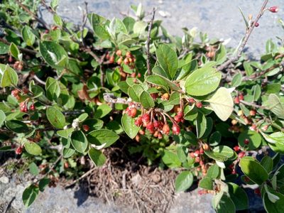 Cotoneaster integerrimus, photographed by Michal Honskus