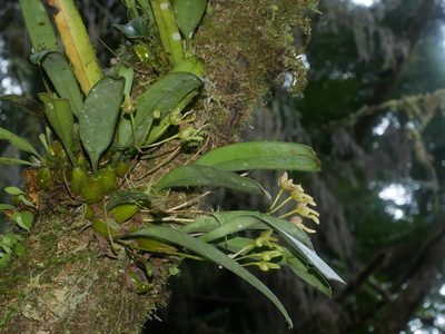 Bulbophyllum umbellatum, photographed by Jacy Chen