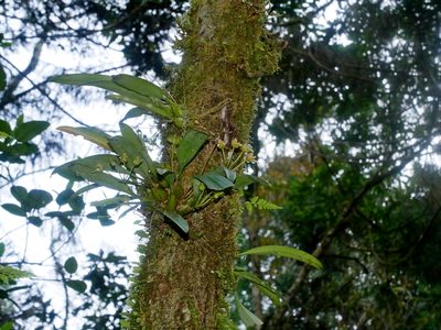Bulbophyllum umbellatum, photographed by Jacy Chen