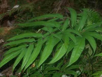 Coniogramme japonica, photographed by Jacy Chen