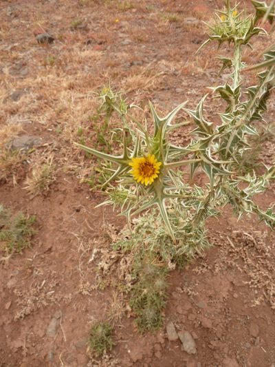 Scolymus maculatus, photographed by aroche