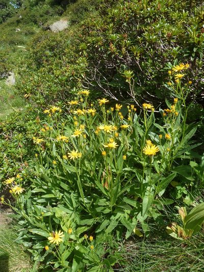 Senecio pyrenaicus, photographed by aroche