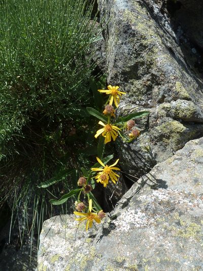 Senecio pyrenaicus, photographed by aroche
