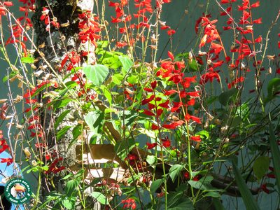 Salvia splendens, photographed by Diogo Luiz