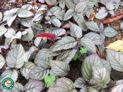 Strobilanthes alternata, photographed by Diogo Luiz