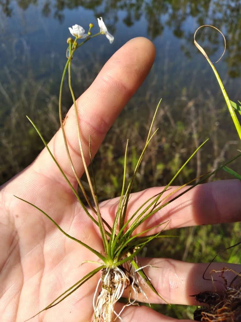 Sagittaria isoetiformis, photographed by Scott Ward