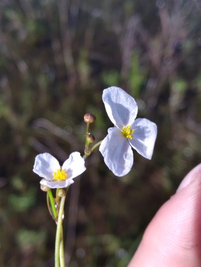 Sagittaria isoetiformis, photographed by Scott Ward
