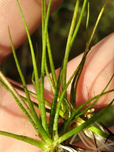Sagittaria isoetiformis, photographed by Scott Ward