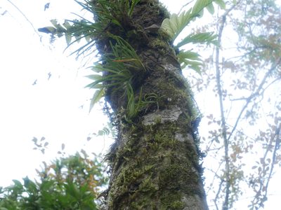 Oberonia caulescens, photographed by Jacy Chen