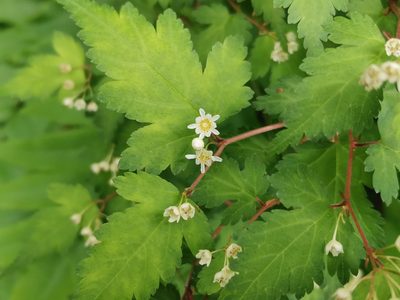 Neillia incisa, photographed by harum.koh
