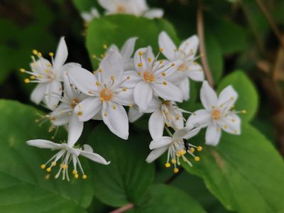 Deutzia scabra, photographed by harum.koh