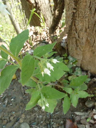 Symphytum ottomanum, photographed by aroche