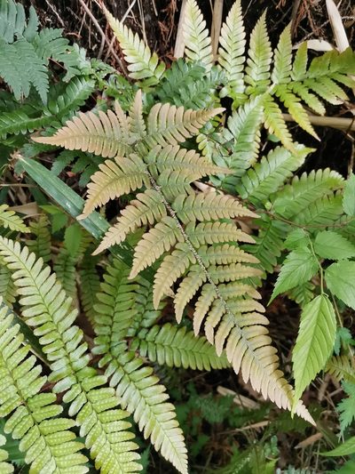 Tectaria stearnsii, photographed by harum.koh