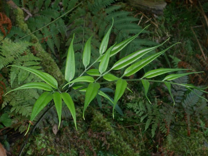 Coniogramme japonica, photographed by Jacy Chen