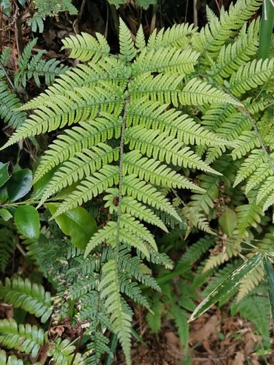 Tectaria stearnsii, photographed by harum.koh