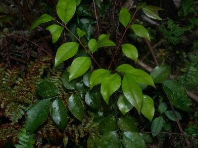 Bergera euchrestifolia, photographed by Jacy Chen