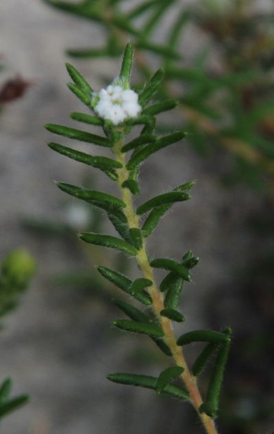 Phylica linifolia, photographed by Tony Rebelo
