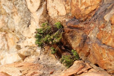 Stilbe rupestris, photographed by Tony Rebelo