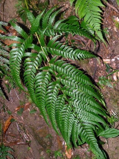 Dryopteris varia, photographed by Jacy Chen