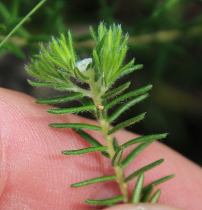 Phylica linifolia, photographed by Tony Rebelo
