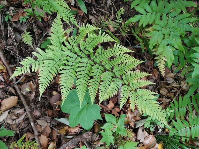 Dryopteris erythrovaria, photographed by harum.koh