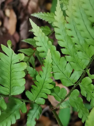 Dryopteris erythrovaria, photographed by harum.koh