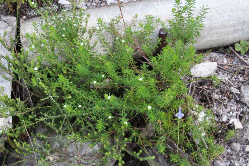 Phylica linifolia, photographed by Tony Rebelo