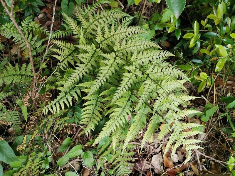 Dryopteris sacrosancta, photographed by harum.koh