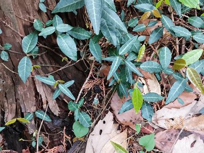 Trachelospermum asiaticum, photographed by harum.koh