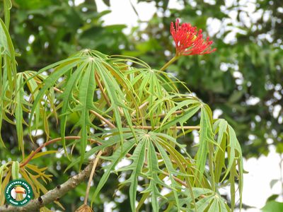 Jatropha multifida, photographed by Diogo Luiz