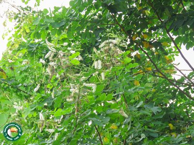 Mimosa caesalpiniifolia, photographed by Diogo Luiz