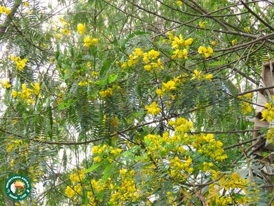 Senna multijuga, photographed by Diogo Luiz