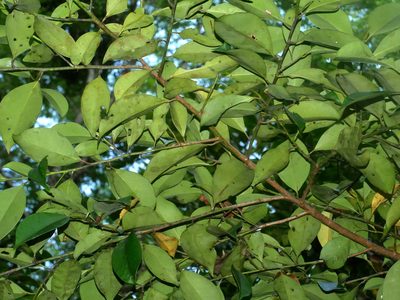 Cleyera japonica, photographed by Jacy Chen