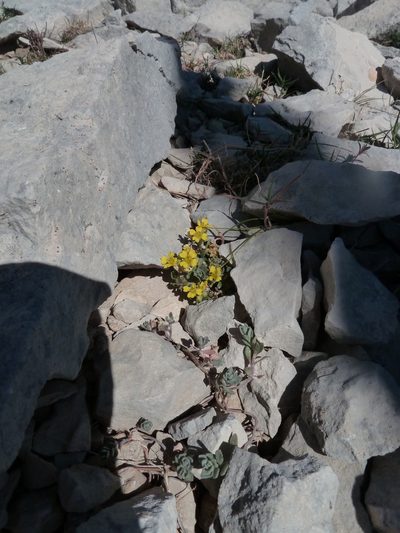Alyssum flexicaule, photographed by aroche
