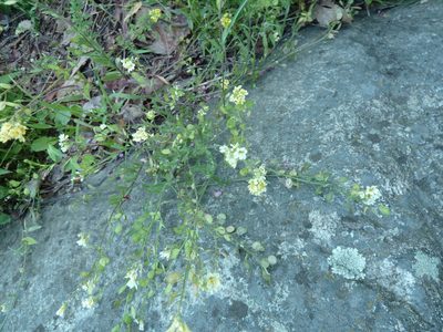 Berteroa orbiculata, photographed by aroche