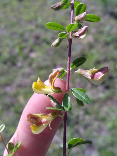 Rhynchosia cytisoides, photographed by Scott Ward