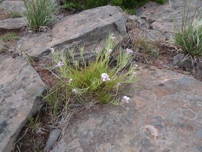 Erysimum bicolor, photographed by aroche